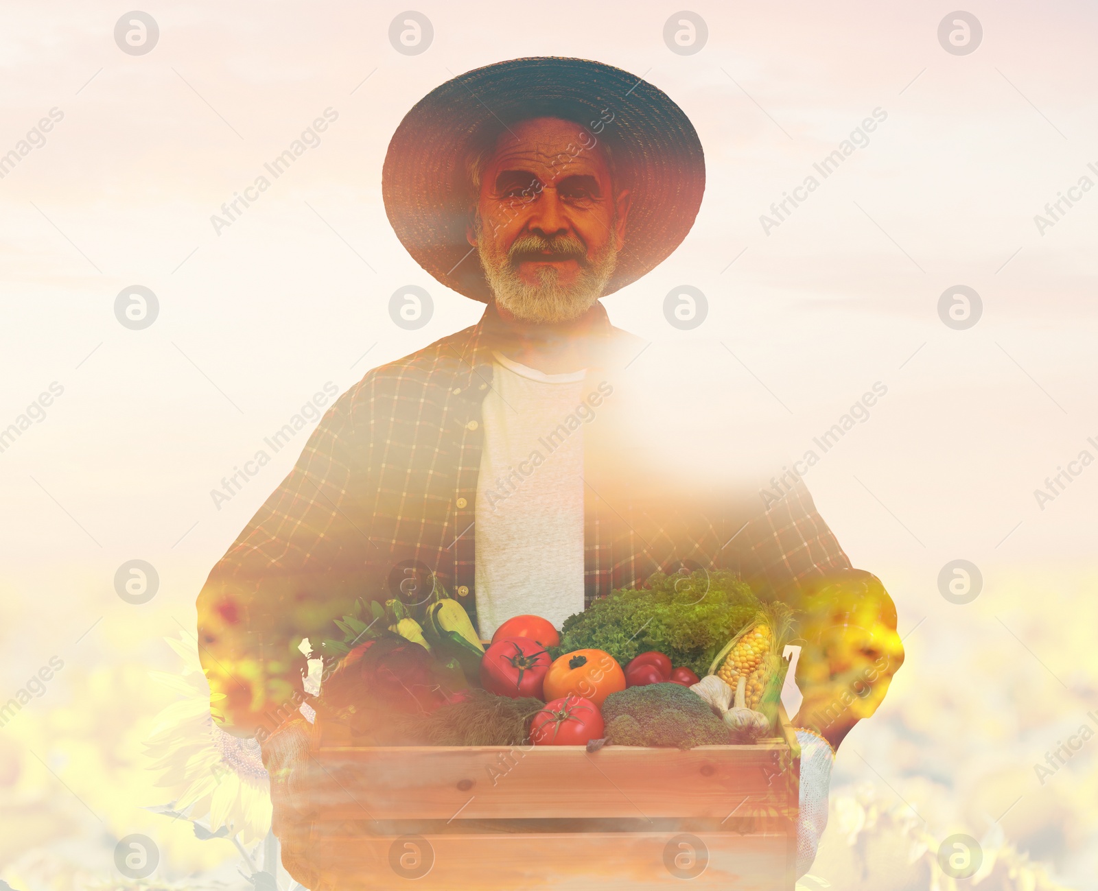 Image of Double exposure of farmer and sunflower field on white background