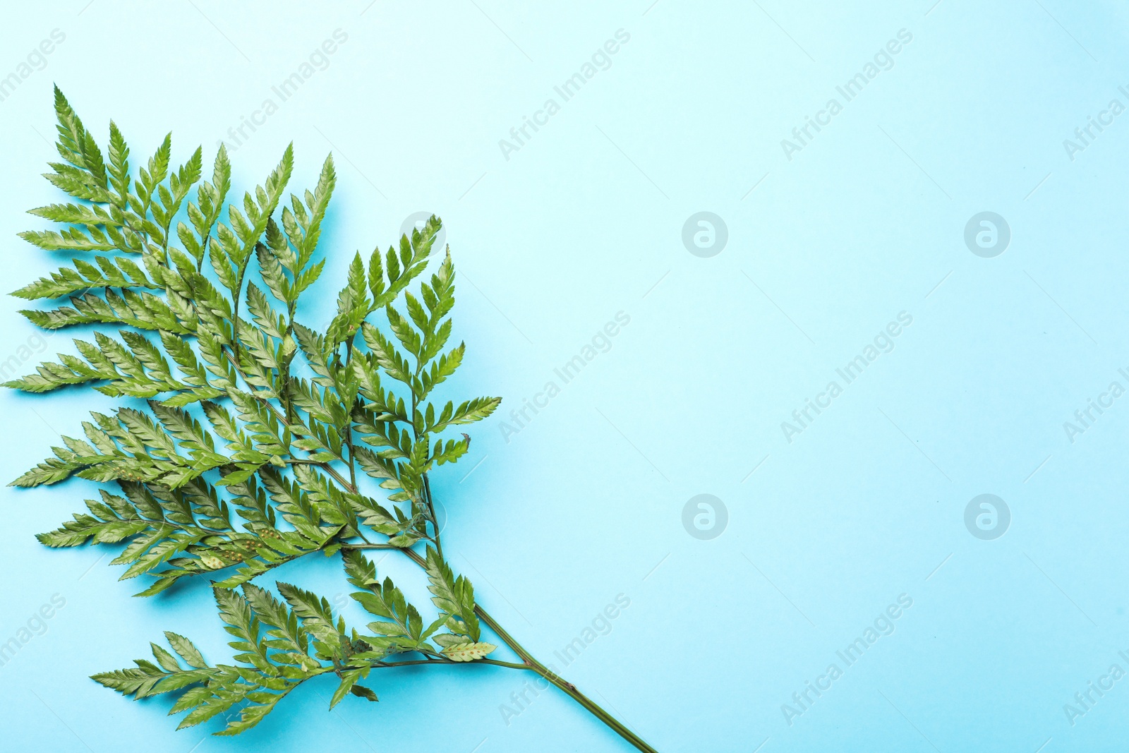 Photo of Beautiful tropical fern leaf on light blue background, top view. Space for text