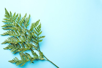 Photo of Beautiful tropical fern leaf on light blue background, top view. Space for text