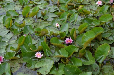Photo of Beautiful water lily flowers and leaves in pond