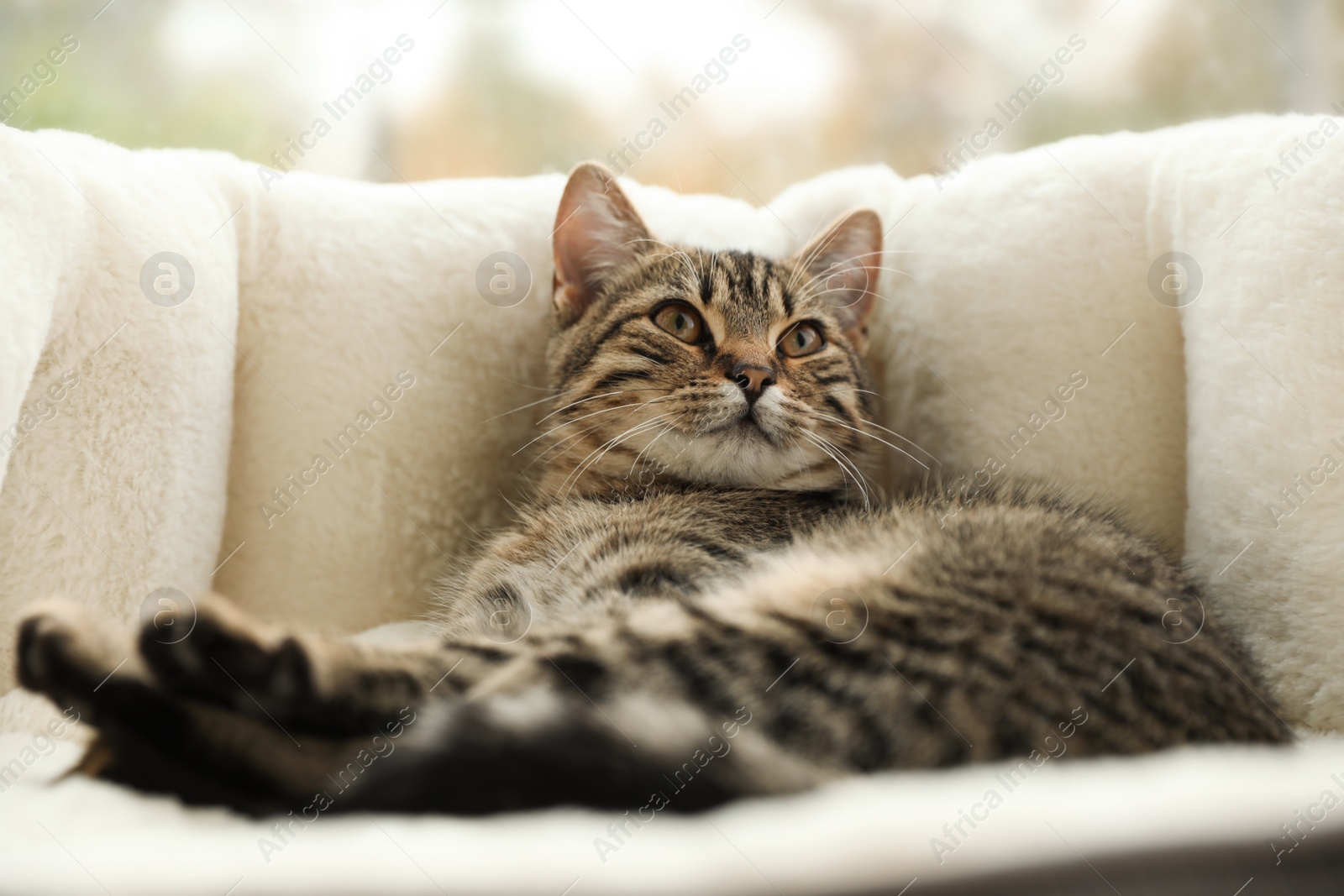 Photo of Cute tabby cat on pet bed at home, closeup
