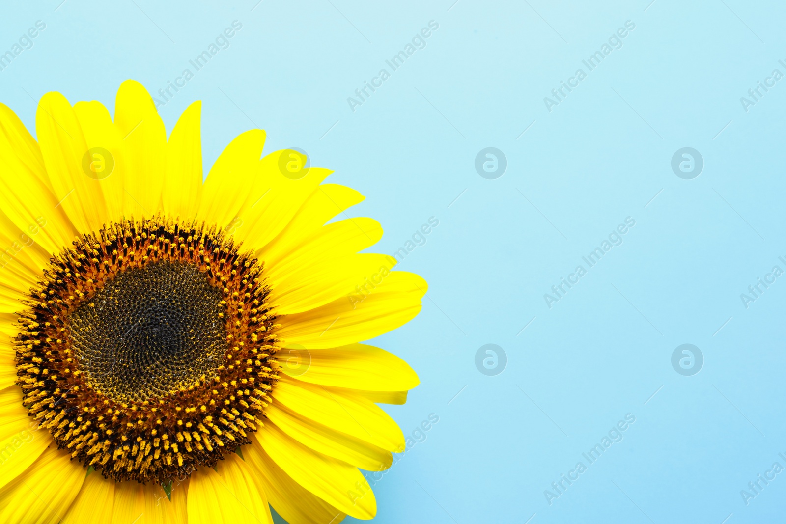 Photo of Beautiful bright sunflower on color background, top view