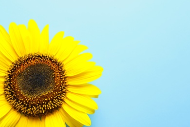 Photo of Beautiful bright sunflower on color background, top view