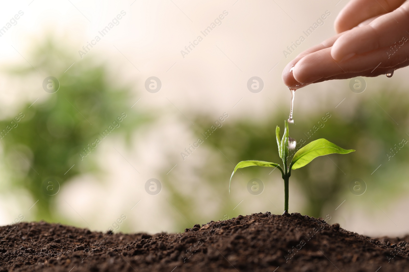 Photo of Woman pouring water on young seedling in soil against blurred background, closeup. Space for text