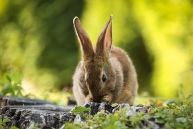 Photo of Cute fluffy rabbit on tree stump among green grass outdoors