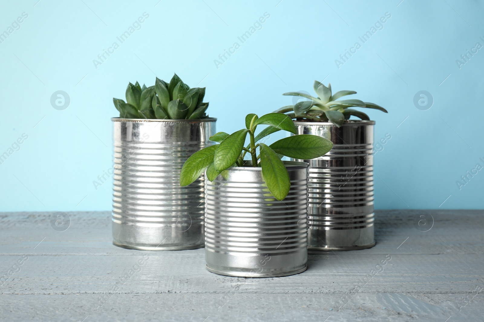 Photo of Beautiful houseplants in tin cans on light grey wooden table