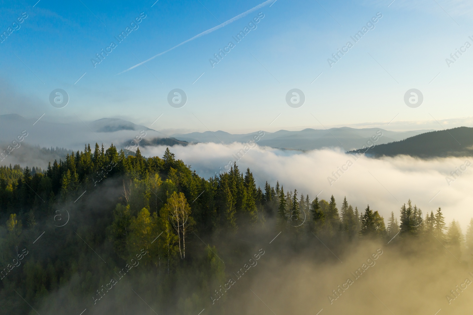 Image of Aerial view of beautiful mountains and conifer trees on foggy morning