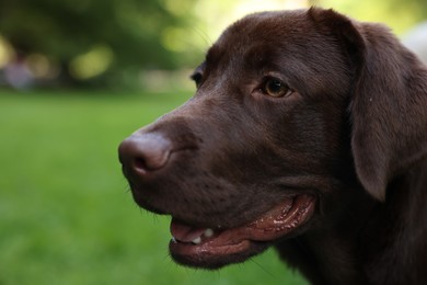 Adorable Labrador Retriever dog in park, closeup