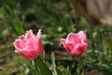 Beautiful pink tulip flowers growing in garden. Spring season