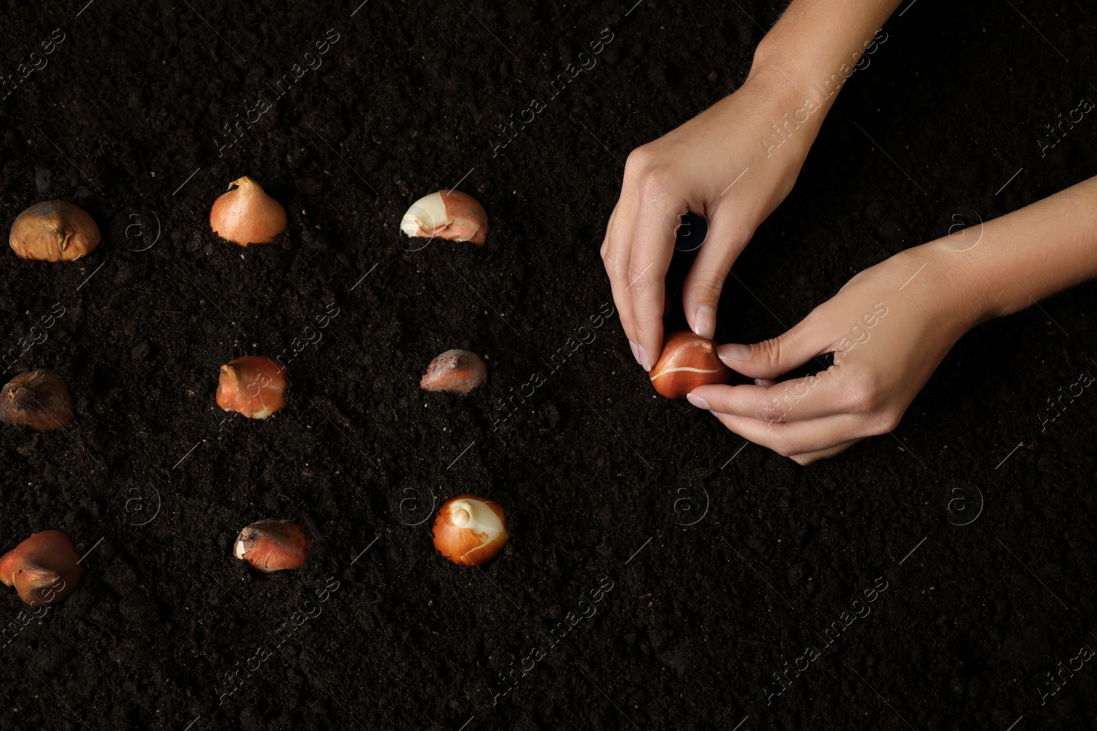 Photo of Woman planting tulip bulb into soil, above view