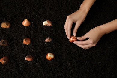 Woman planting tulip bulb into soil, above view