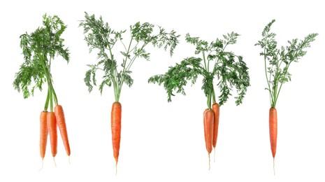 Image of Set with different fresh carrots on white background. Banner design