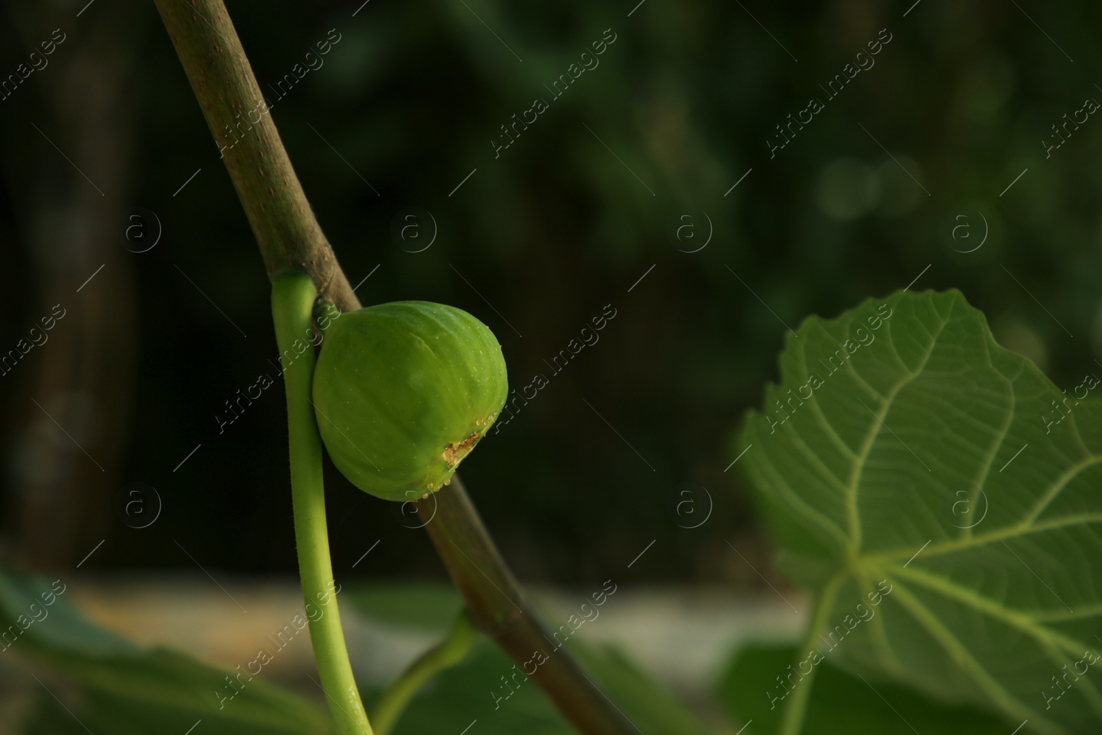 Photo of Unripe fig on tree branch, closeup. Space for text