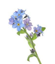 Amazing spring forget-me-not flowers on white background