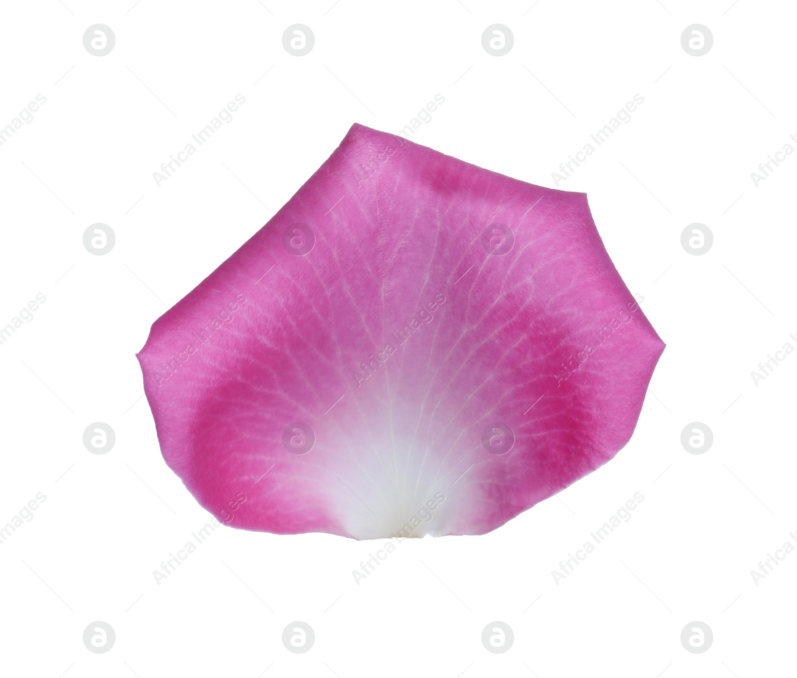 Photo of Pink rose flower petal on white background