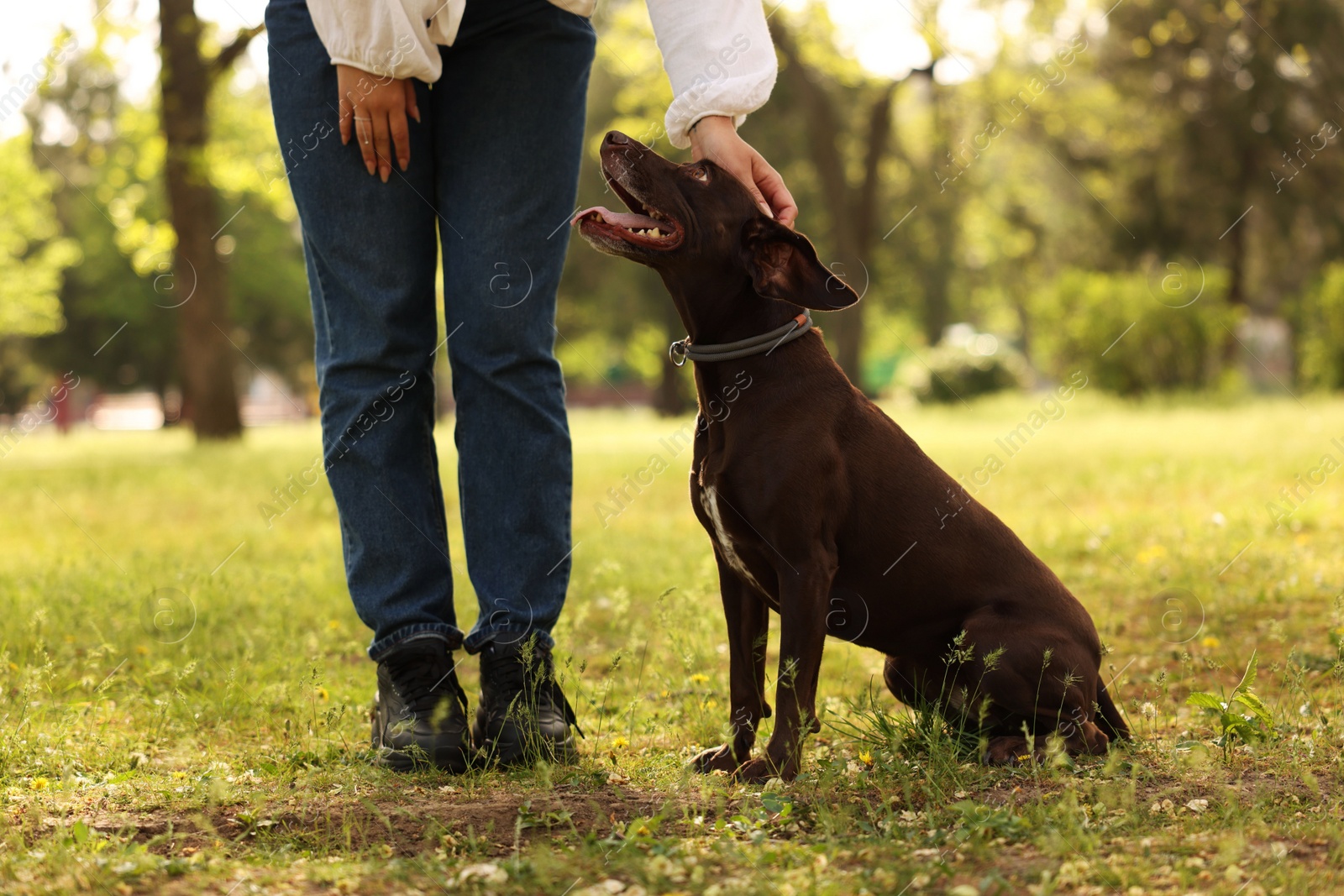 Photo of Woman with her cute German Shorthaired Pointer dog in park on spring day, closeup