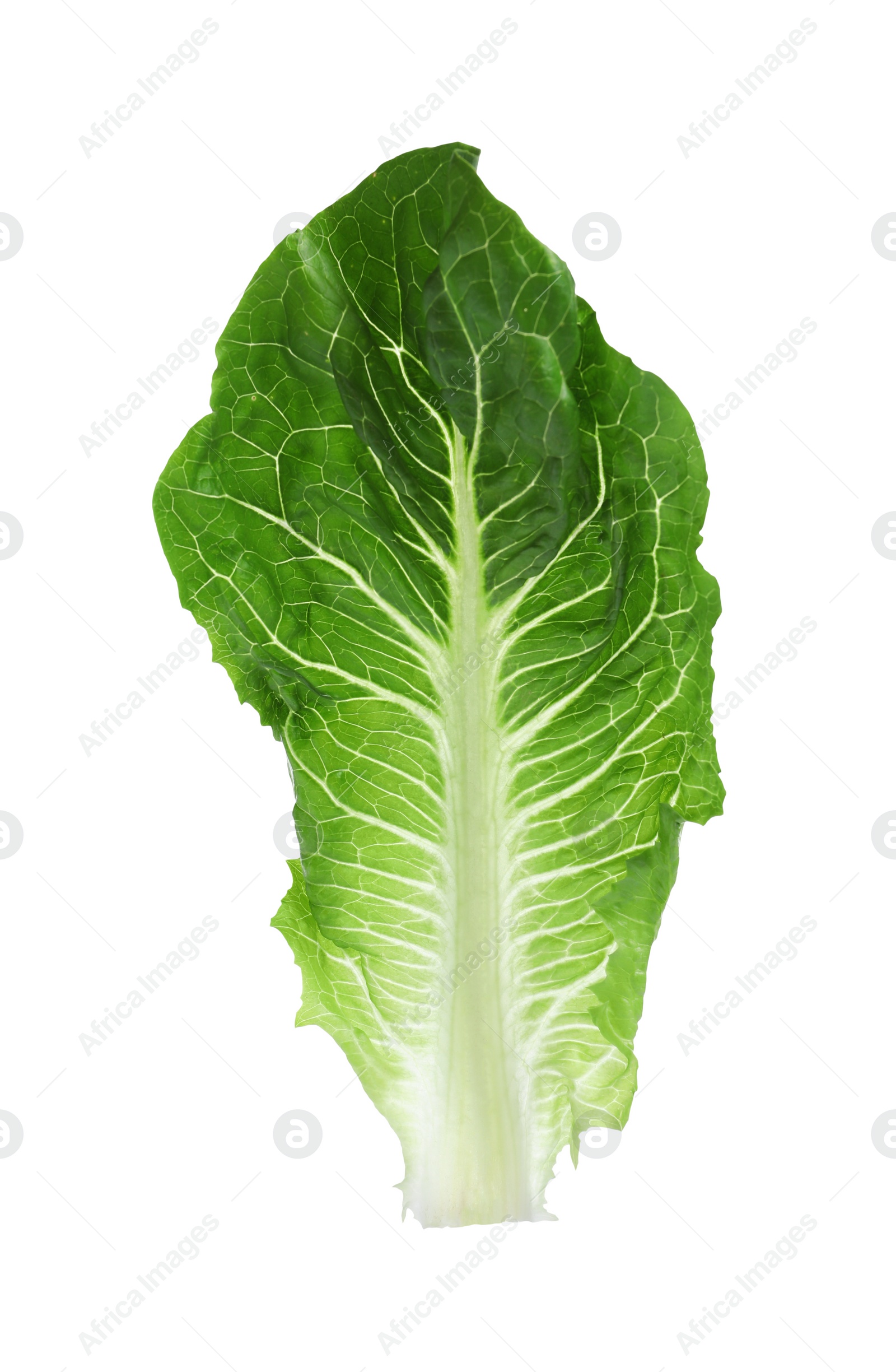 Photo of Fresh leaf of green romaine lettuce isolated on white