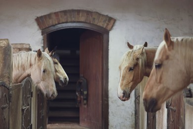 Photo of Adorable horses in wooden stable. Lovely domesticated pet