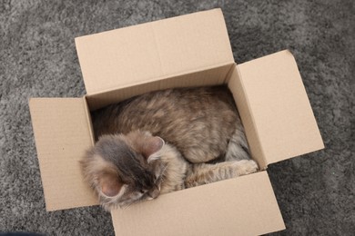 Photo of Cute fluffy cat in cardboard box on carpet, top view