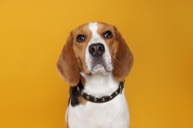 Photo of Adorable Beagle dog in stylish collar on orange background