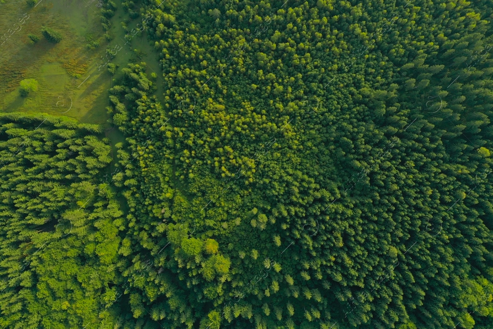 Photo of Aerial view of forest with beautiful green trees
