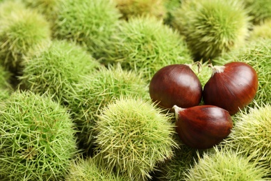 Photo of Many fresh sweet edible chestnuts as background, closeup