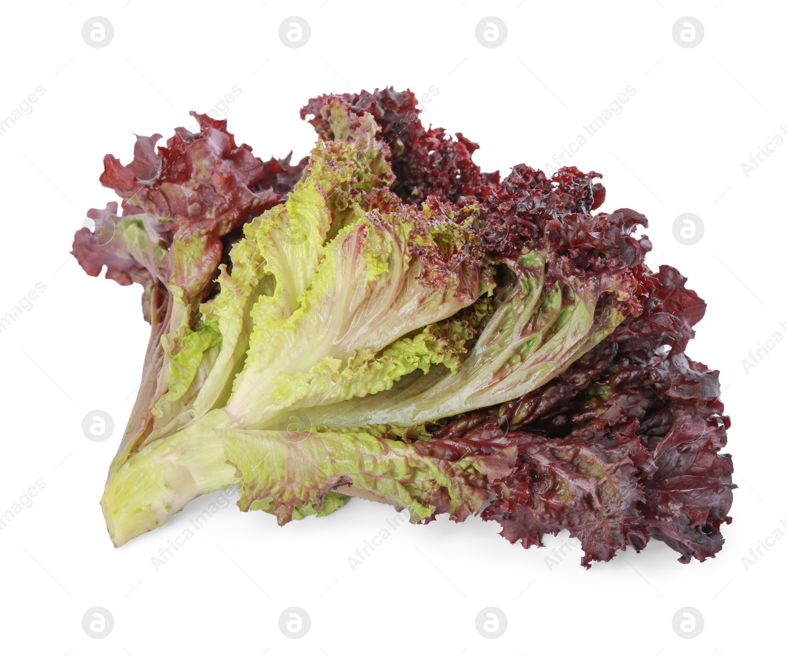 Photo of Head of fresh red coral lettuce isolated on white