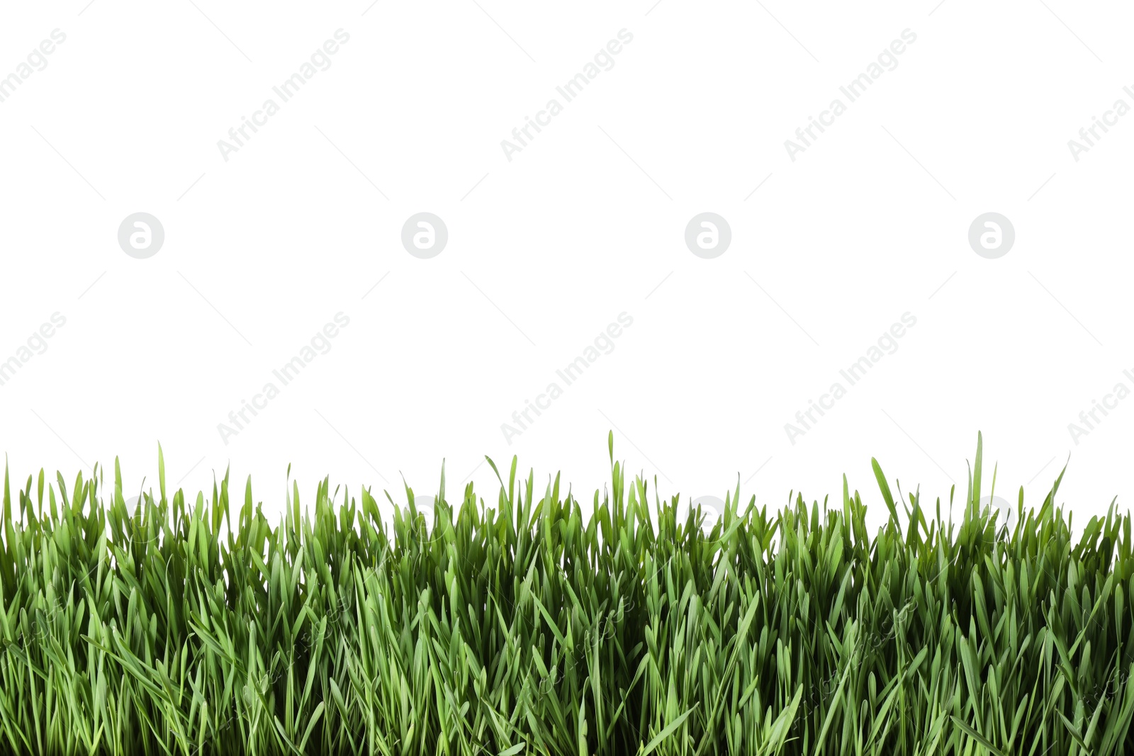 Photo of Fresh green grass on white background. Spring season