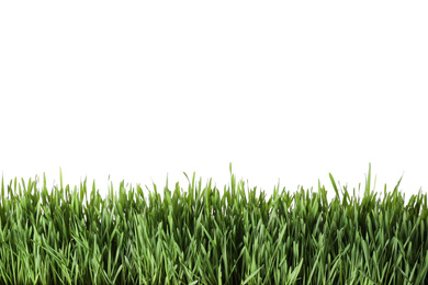 Fresh green grass on white background. Spring season