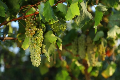 Photo of Fresh ripe juicy grapes growing in vineyard