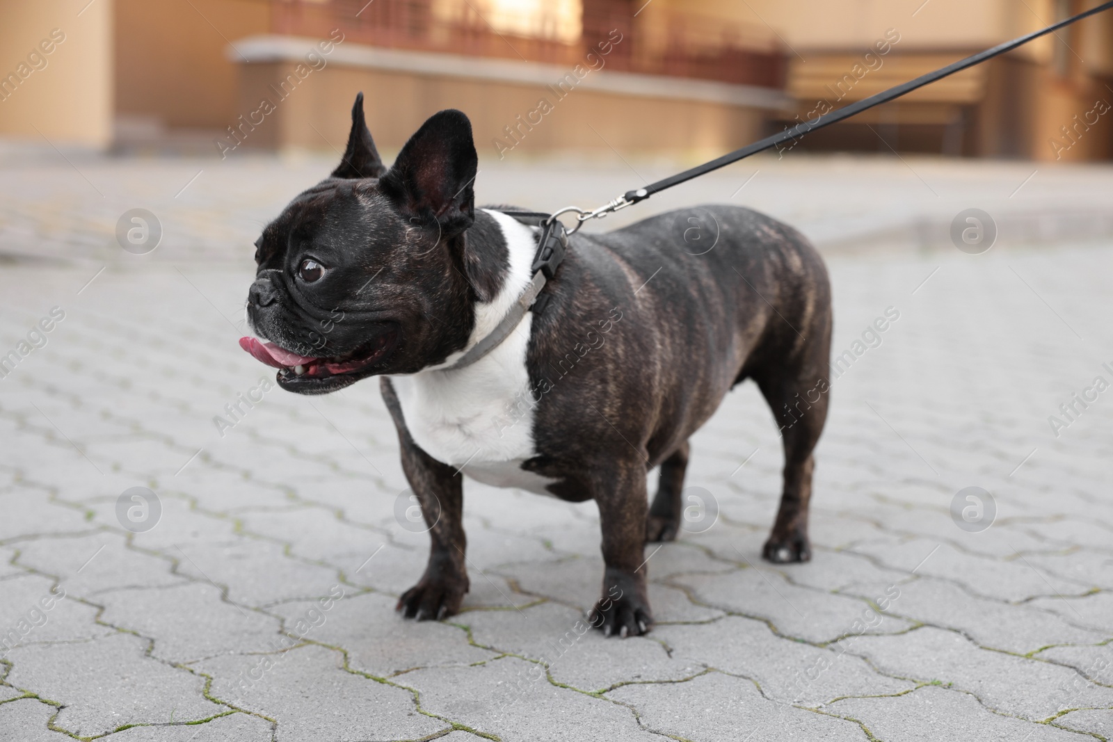 Photo of Cute French Bulldog walking on leash outdoors