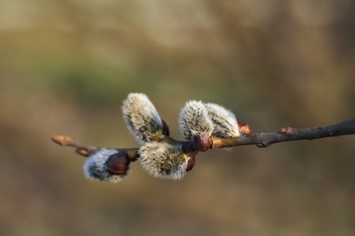 Beautiful pussy willow branch with catkins outdoors, closeup