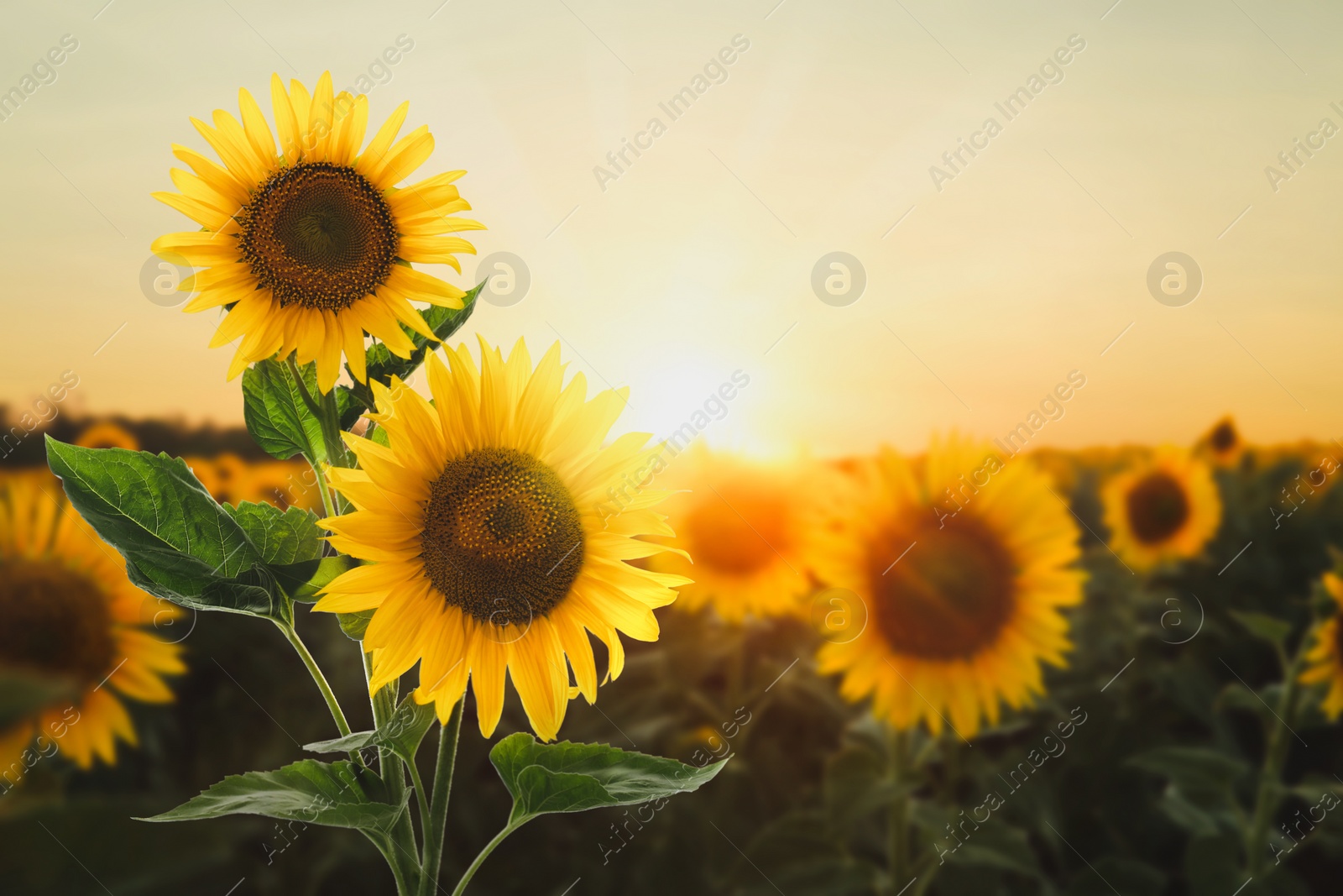 Image of Beautiful sunflowers in field under sunset sky 