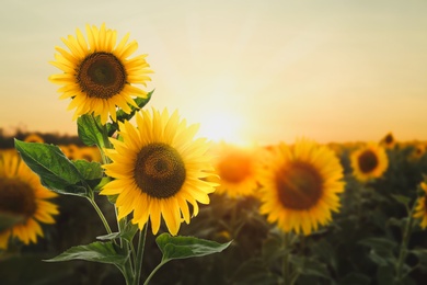 Image of Beautiful sunflowers in field under sunset sky 