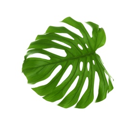 Photo of Tropical Monstera leaf on white background