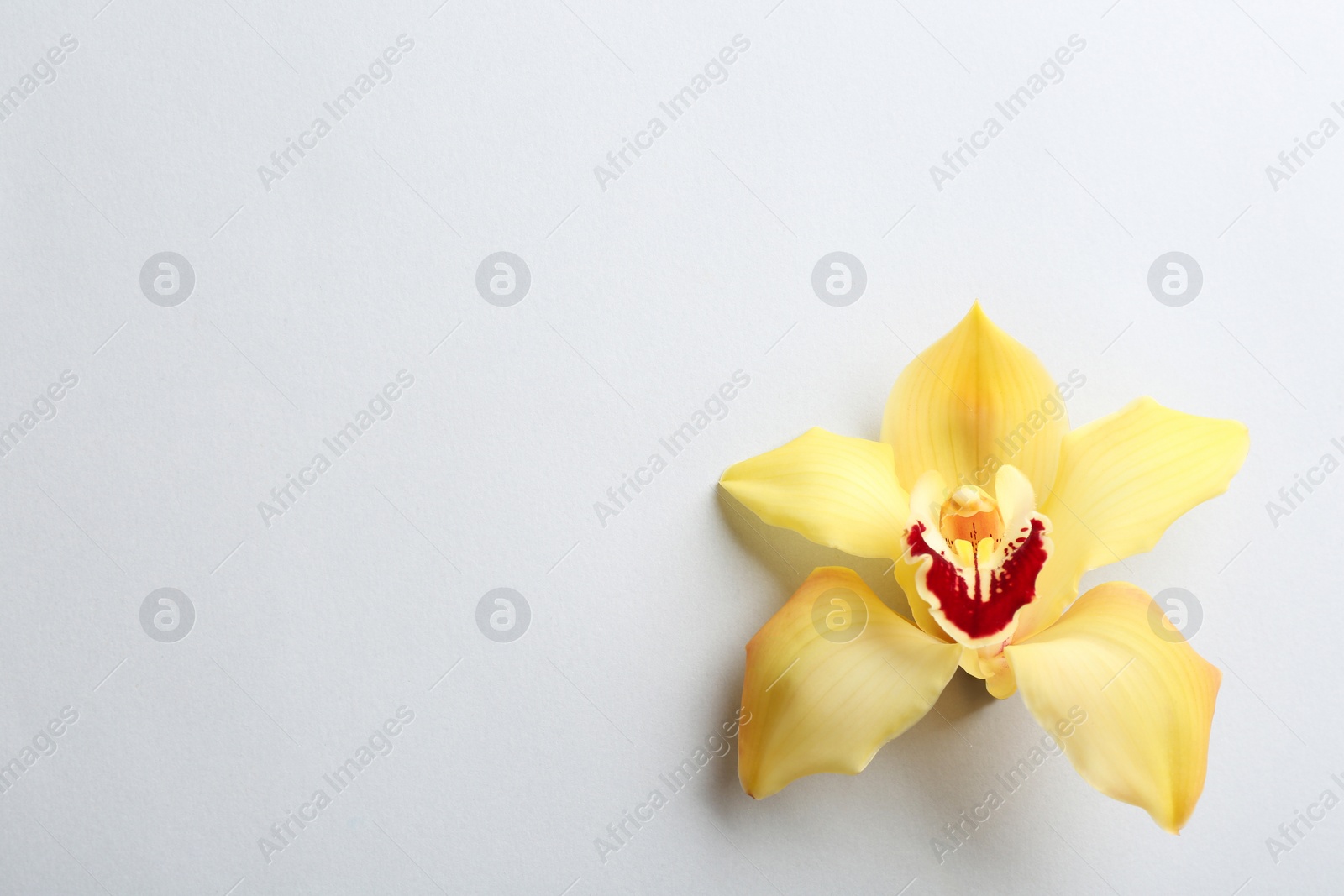 Photo of Beautiful tropical orchid flower on grey background, top view. Space for text