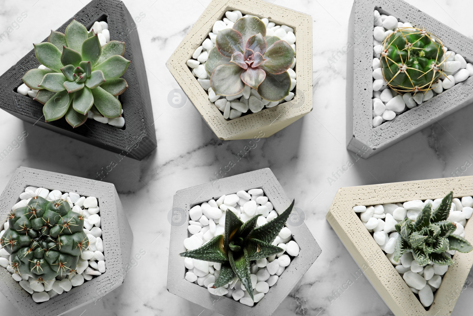 Photo of Beautiful succulent plants in stylish flowerpots on marble background, flat lay . Home decor