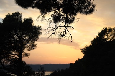 Photo of Picturesque view of trees growing near seaside at sunset