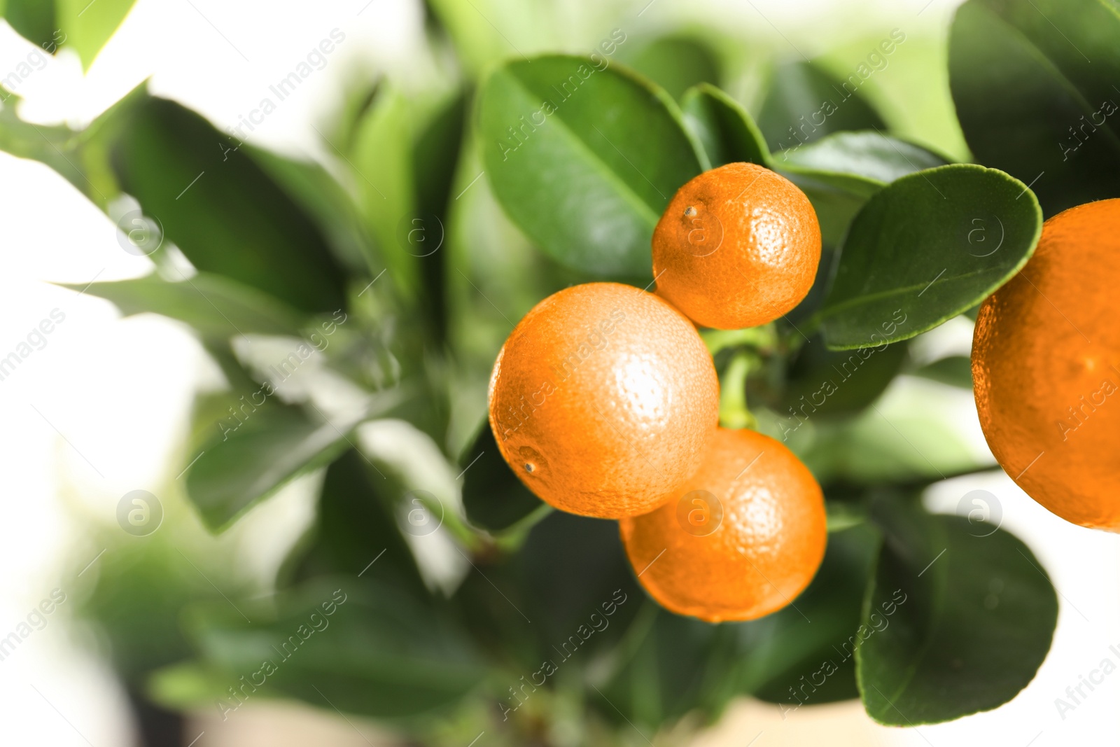 Photo of Citrus fruits on branch against blurred background. Space for text