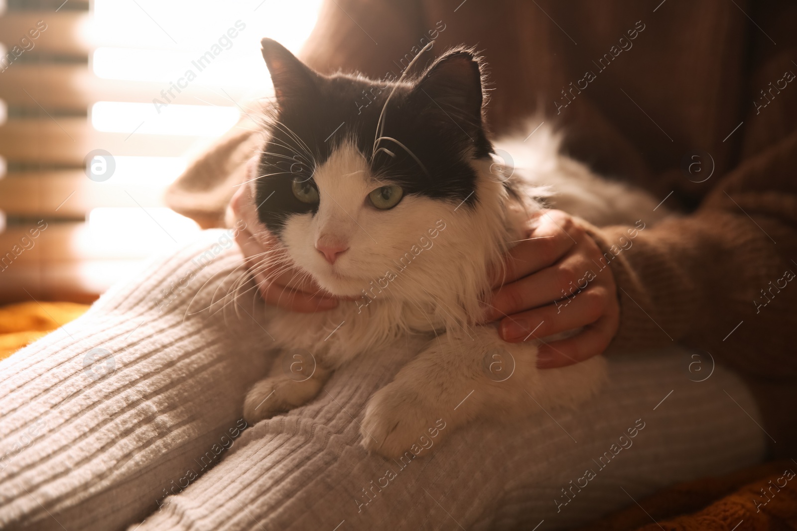 Photo of Woman stroking adorable cat near window, closeup