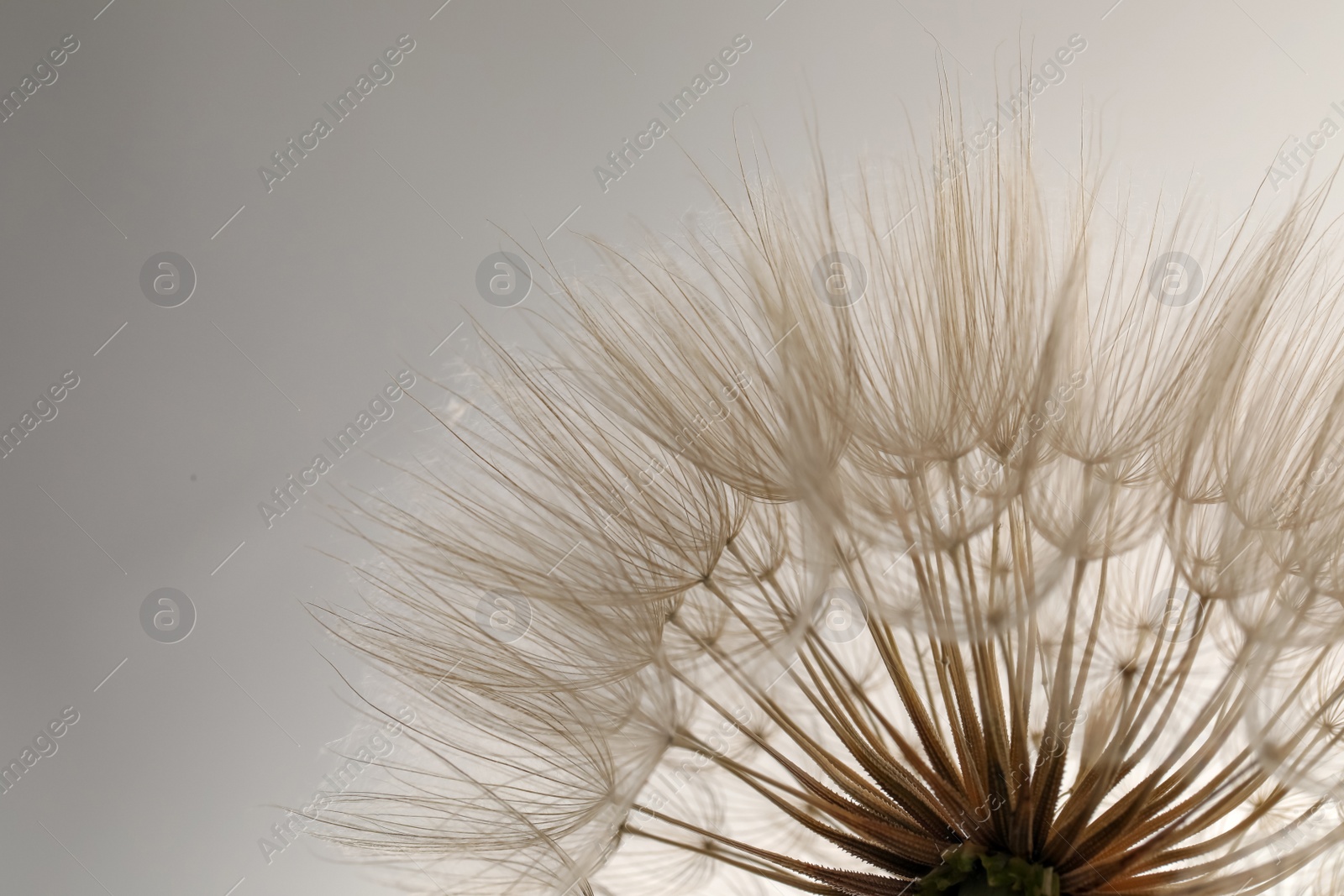 Photo of Beautiful fluffy dandelion flower on white background, closeup