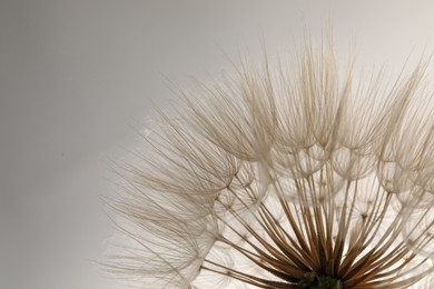 Beautiful fluffy dandelion flower on white background, closeup