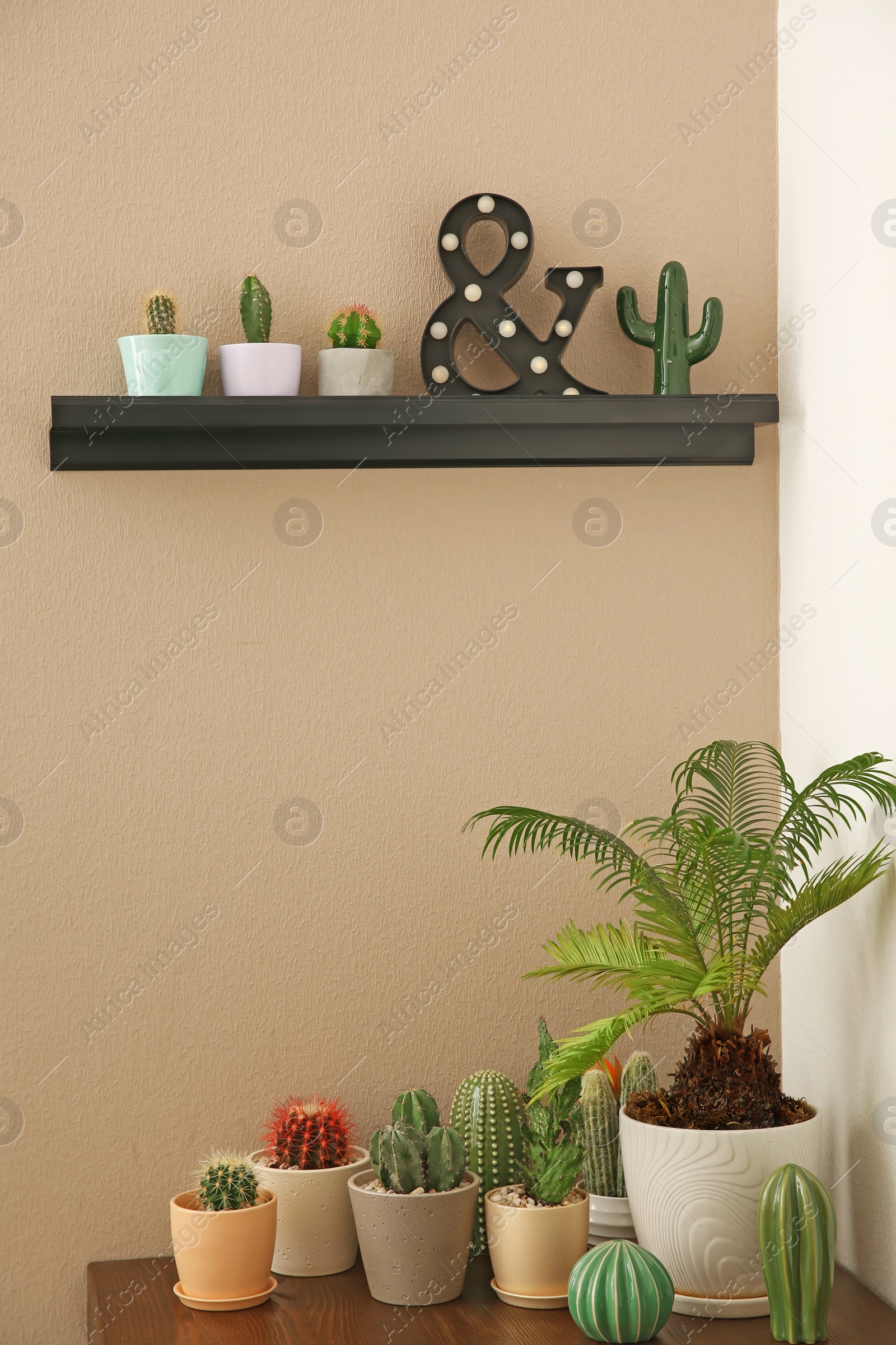 Photo of Stylish room interior with beautiful cacti on table and shelf