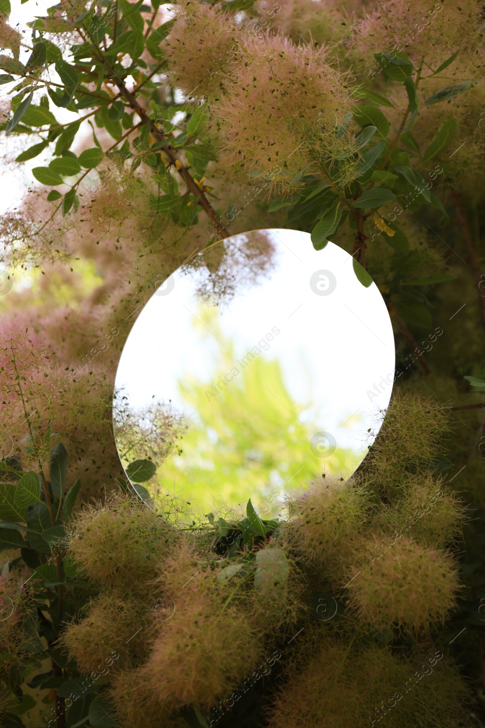 Photo of Round mirror among branches of smoke bush reflecting tree and sky