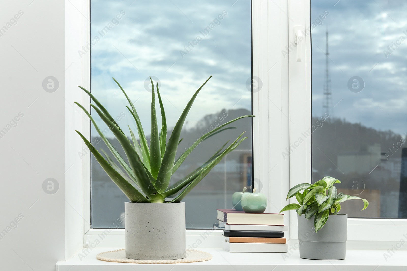 Photo of Beautiful potted aloe vera, other plant and books on windowsill indoors