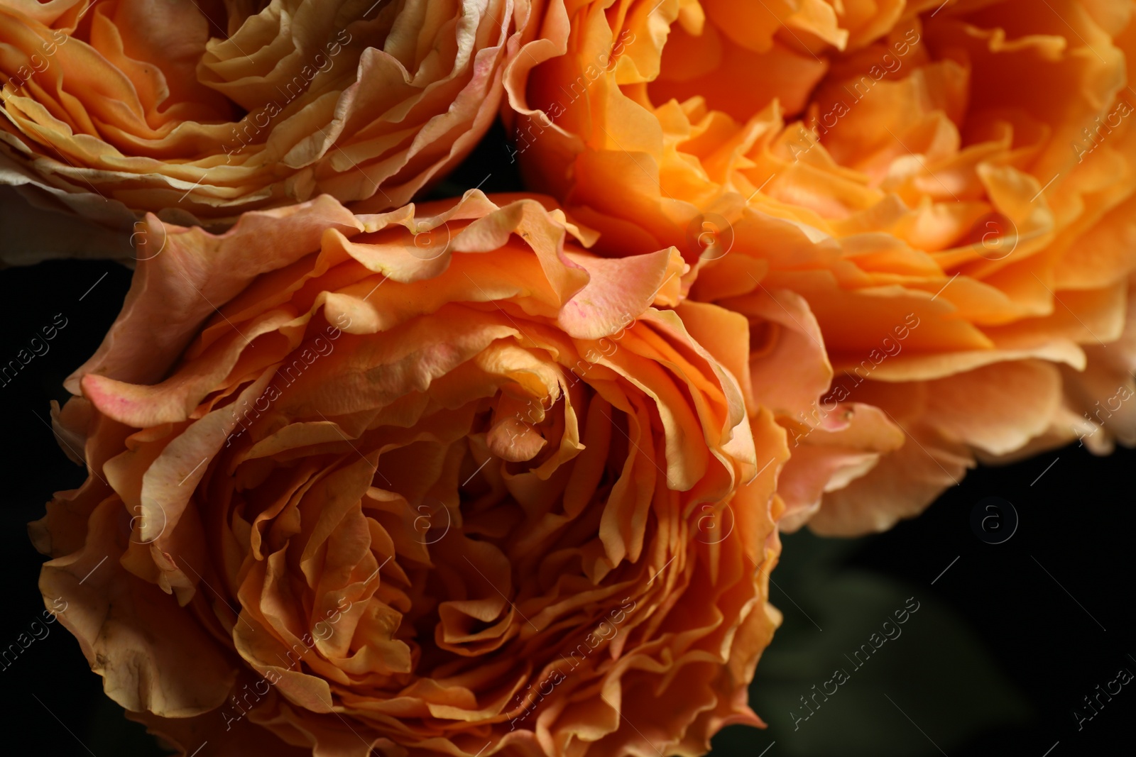 Photo of Beautiful fresh roses on dark background, closeup