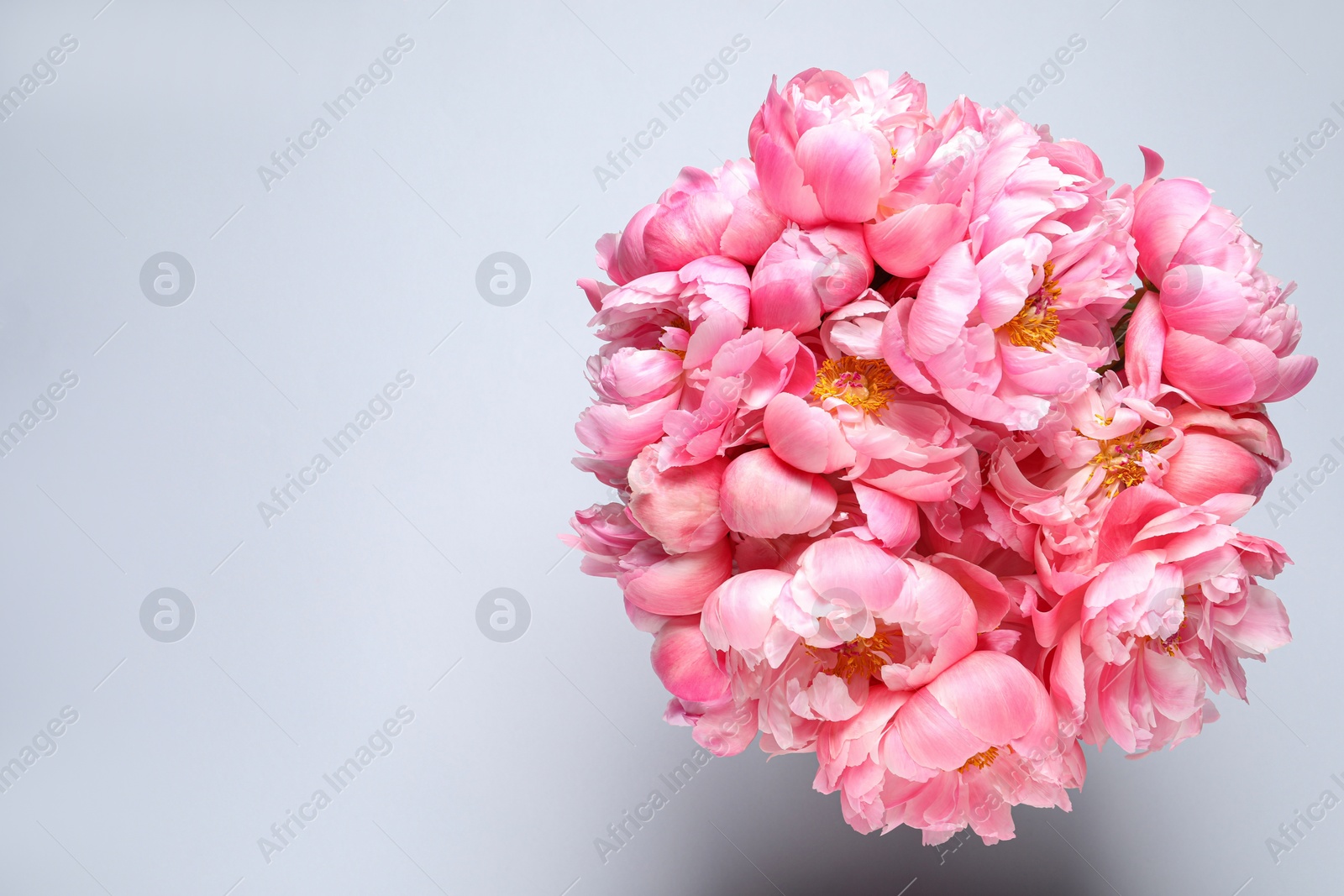 Photo of Beautiful pink peonies against white background, top view. Space for text