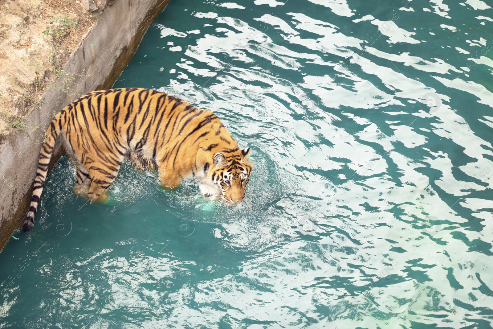 Photo of Beautiful Bengal tiger in pond at zoo, space for text. Wild animal