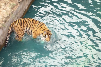 Beautiful Bengal tiger in pond at zoo, space for text. Wild animal