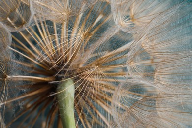 Photo of Beautiful fluffy dandelion flower as background, closeup
